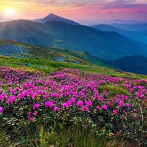 Valley Of Flowers Trek